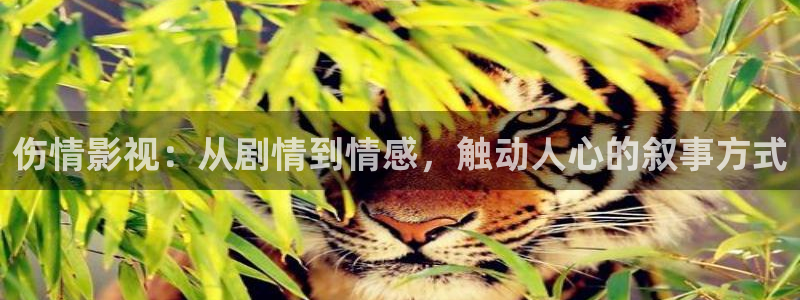 九九视频在线观看全部